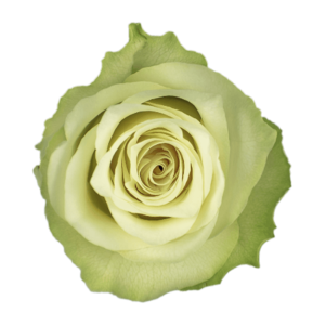 Роза Xflora ATHENA WHITE CLASSIC