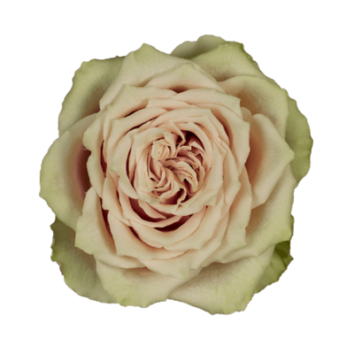 Роза садовая Xflora BELLE KATHARINA PINK  