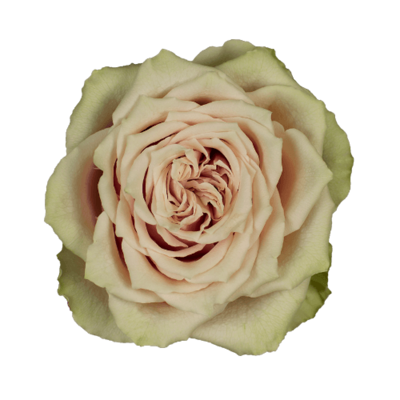 Роза садовая Xflora BELLE KATHARINA PINK  