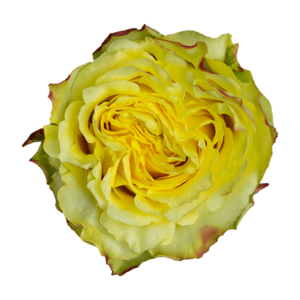 Роза садовая Xflora BRASIL YELLOW BI  