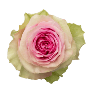 Роза Xflora BRIGITTE BARDOT PINK CLASSIC