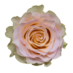 Роза садовая Xflora BRINESSA WHITE PINK  