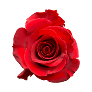 Роза Xflora BURGANDY