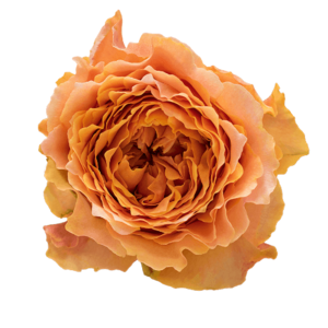 Роза садовая Xflora CARALUNA YELLOW ORANGE  