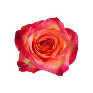 Роза Xflora CATCH BI COLOR CLASSIC