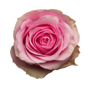 Роза Xflora CELEB PINK CLASSIC