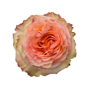Роза Xflora COLOSSEUM BI ORANGE CLASSIC