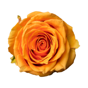 Роза Xflora COSIMA ORANGEYELLOW CLASSIC