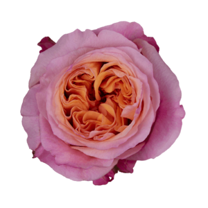 Роза садовая Xflora DFR 105 BI ORANGE  