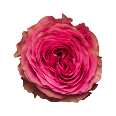 Роза садовая Xflora DFR 108 PINK  
