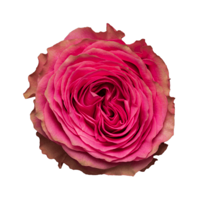 Роза садовая Xflora DFR 108 PINK  