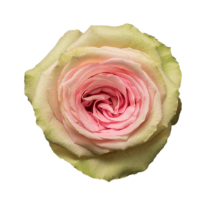 Роза Xflora DFR 116