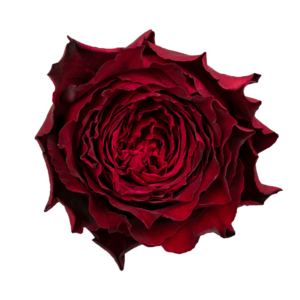 Роза садовая Xflora DFR 117 RED  