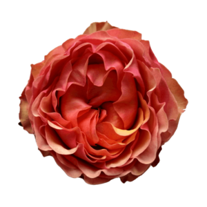 Роза Xflora DFR 127