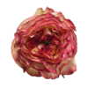 Роза садовая Xflora DFR 19 BI COLOR  