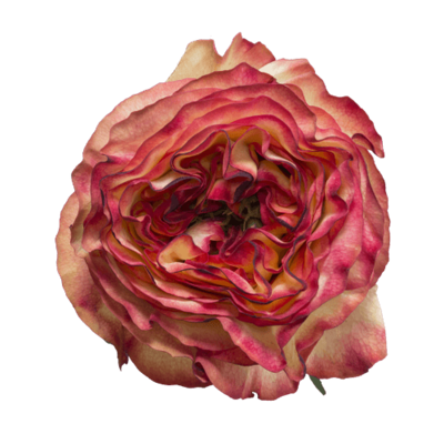 Роза садовая Xflora DFR 19 BI COLOR  