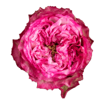 Роза садовая Xflora DFR 25 PINK  