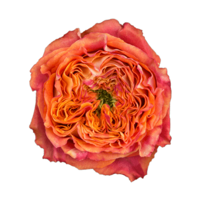 Роза садовая Xflora DFR 39 ORANGE  