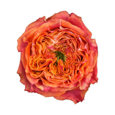 Роза садовая Xflora DFR 39 ORANGE  