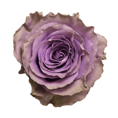 Роза Xflora DFR 42 LILAC CLASSIC