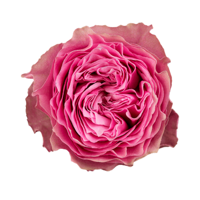 Роза садовая Xflora DFR 48 CERISE  