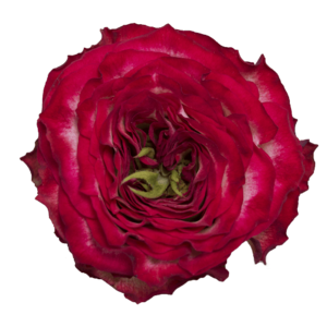 Роза садовая Xflora DFR 49 BI RED  