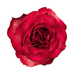 Роза садовая Xflora DIABOLO BI RED  