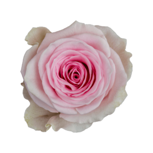 Роза Xflora DUCHESSE PINK BI CLASSIC
