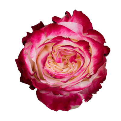 Роза Xflora FIRST KISS BI PINK CLASSIC