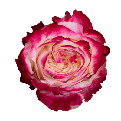Роза Xflora FIRST KISS BI PINK CLASSIC