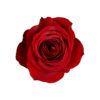 Роза Xflora FREEDOM RED CLASSIC