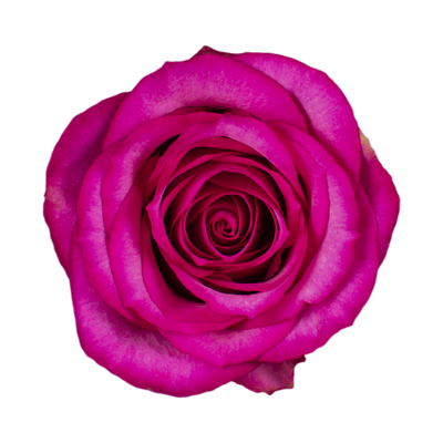Роза Xflora ISADORA CERISE CLASSIC