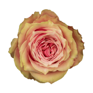 Роза садовая Xflora KAWA PINK  