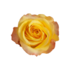 Роза Xflora LADY BUTTERFLY BI YELLOW CLASSIC