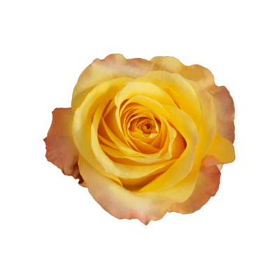 Роза Xflora LADY BUTTERFLY BI YELLOW CLASSIC