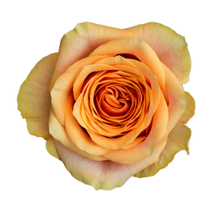 Роза садовая Xflora LAMU ORANGE  