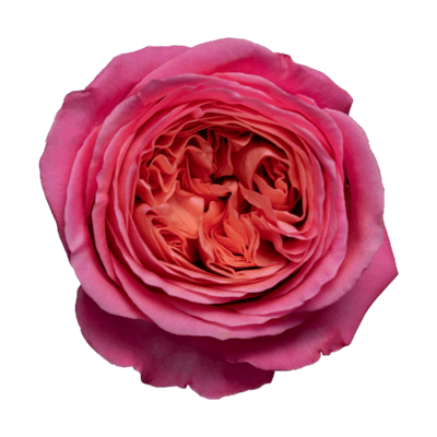 Роза садовая Xflora LONDON EYE PINK  