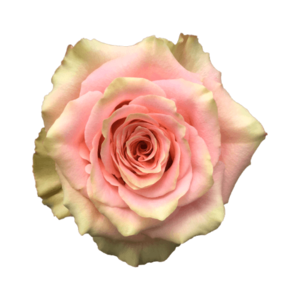 Роза садовая Xflora LOVE PEARL PINK  CLASSIC