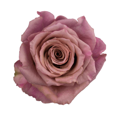Роза Xflora MAGIC SILVER LILAC CLASSIC