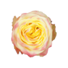 Роза Xflora ON AIR