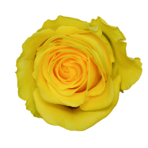 Роза Xflora PENNY LANE YELLOW CLASSIC