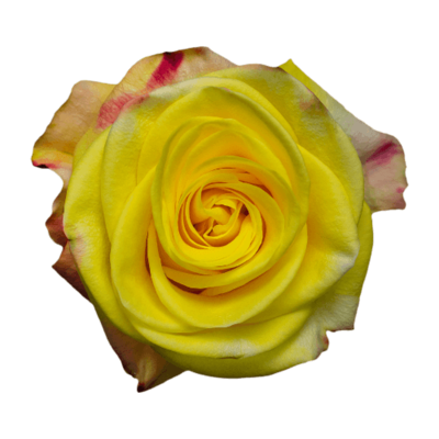 Роза Xflora POKER FACE YELLOW BI CLASSIC