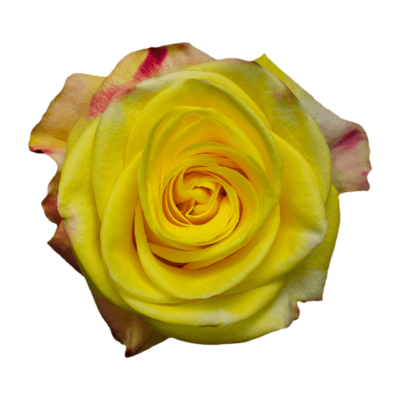 Роза Xflora POKER FACE YELLOW BI CLASSIC