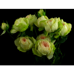 Роза кустовая Xflora PavlovaSP 32 pink