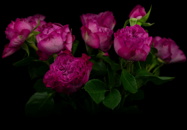 Роза кустовая Xflora Royal magicSP 41 lilac pink