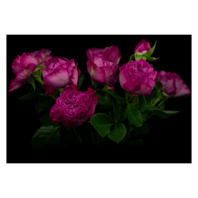 Роза кустовая Xflora Royal magicSP 41 lilac pink