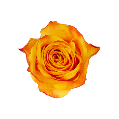 Роза Xflora SOMBRERO YELLOW BI CLASSIC