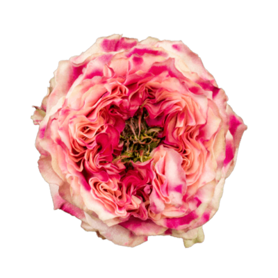 Роза садовая Xflora SPLASH EYE PINK  