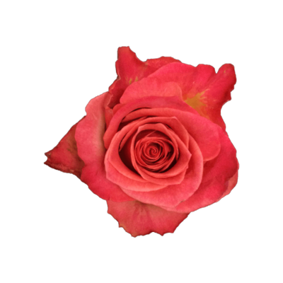 Роза Xflora STATUE PEACH BI CLASSIC