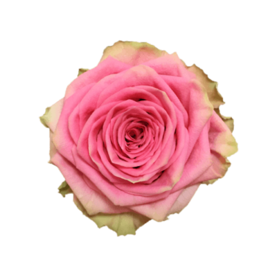 Роза садовая Xflora SUZY Q PINK  